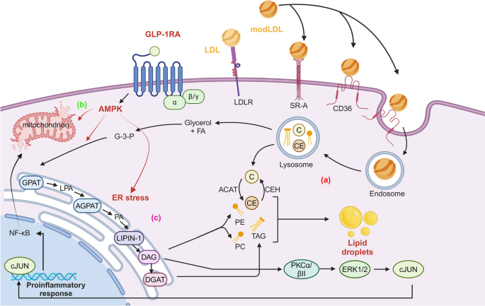 glp 1 ampk Therapeutic Potential of GLP-1 Receptor Agonists in Diabetes and  Cardiovascular Disease: Mechanisms and Clinical Implications |  Cardiovascular Drugs and Therapy