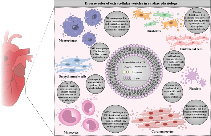 Extracellular Vesicles in Cardiac Cell Crosstalk: from Intercellular ...