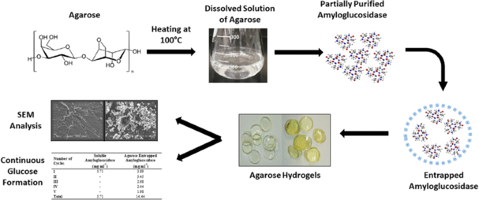 Agarose Hydrogel Beads: An Effective Approach to Improve the Catalytic  Activity, Stability and Reusability of Fungal Amyloglucosidase of GH15  Family | SpringerLink