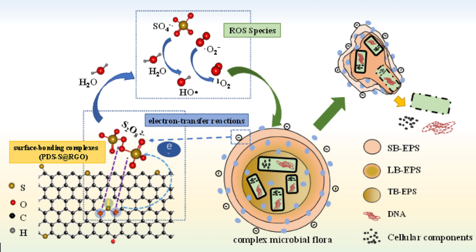 Sulfur Doped Graphene Activated Perdisulfate For Synergetic Destruction Of Bisphenol A And Complex Microbial Flora Springerlink