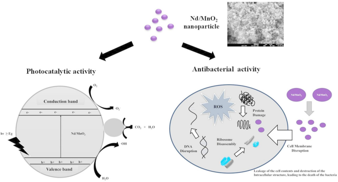 Nd/MnO2 Bio-nanomaterial: Synergistic Enhancement of Antimicrobial ...
