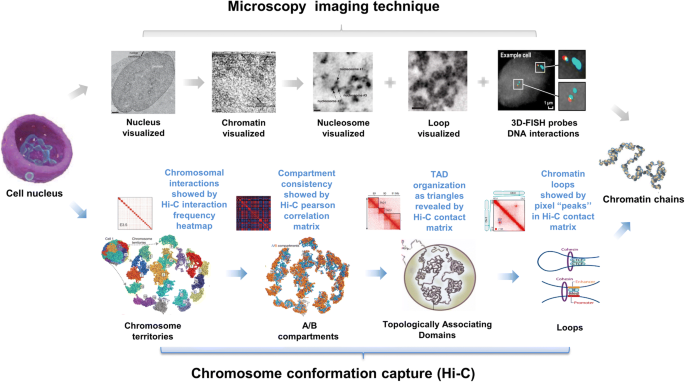 deciphering hi c from 3d genome to