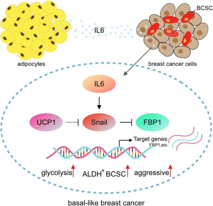 Ucp1 Regulates Aldh Positive Breast Cancer Stem Cells Through Releasing The Suppression Of Snail On Fbp1 Cell Biology And Toxicology X Mol