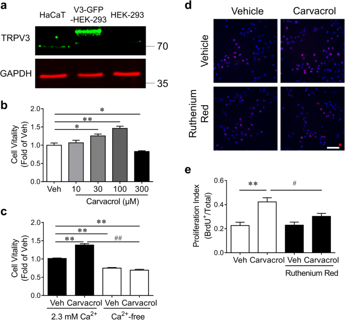 Trpv3 Enhances Skin Keratinocyte Proliferation Through Egfr Dependent Signaling Pathways Springerlink