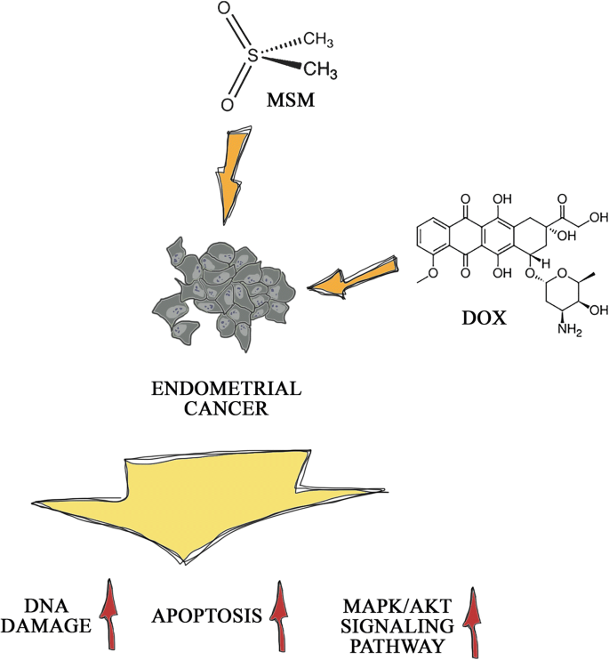 Methylsulfonylmethane Sensitizes Endometrial Cancer Cells To Doxorubicin Cell Biology And Toxicology X Mol Methylsulfonylmethane Sensitizes Endometrial Cancer Cells To Doxorubicin Cell Biology And Toxicology X Mol