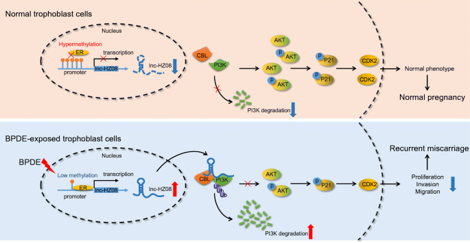 Lnc Hz08 Regulates Bpde Induced Trophoblast Cell Dysfunctions By Promoting Pi3k Ubiquitin Degradation And Is Associated With Miscarriage Springerlink