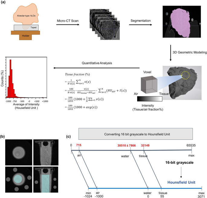 Micro-CT analysis and statistical differences of the biopsy samples