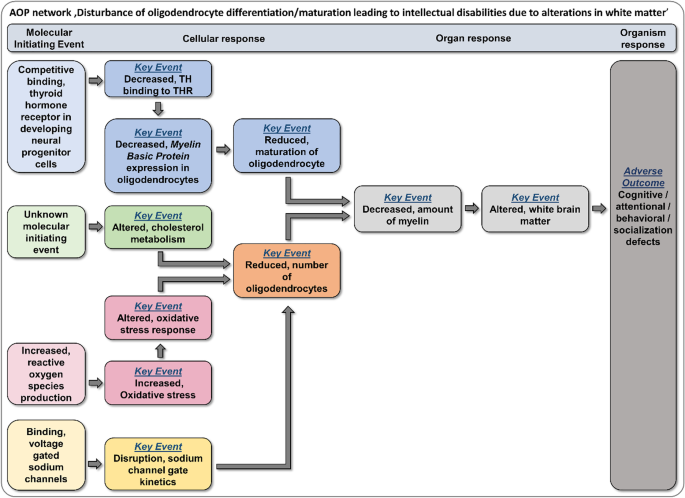 Development of Adverse Outcome Pathway for PPARγ Antagonism Leading to  Pulmonary Fibrosis and Chemical Selection for Its Validation: ToxCast  Database and a Deep Learning Artificial Neural Network Model-Based Approach