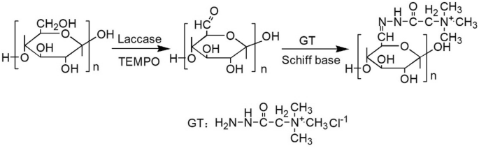 Biological Chemical Modification Of Cellulose Nanocrystal To Prepare Highly Compatible Chitosan Based Nanocomposites Springerlink