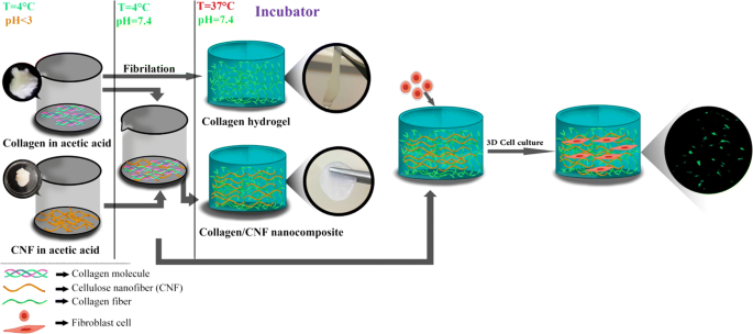 Collagen/cellulose nanofiber hydrogel scaffold: physical, mechanical and  cell biocompatibility properties | SpringerLink