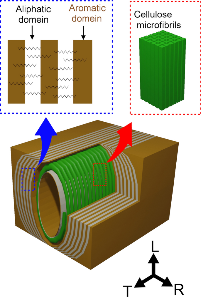 Histochemical structure and tensile properties of birch cork cell walls |  SpringerLink