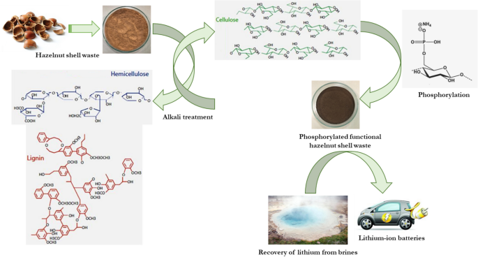 Phosphorylated Hazelnut Shell Waste For Sustainable Lithium Recovery Application As Biosorbent Springerlink
