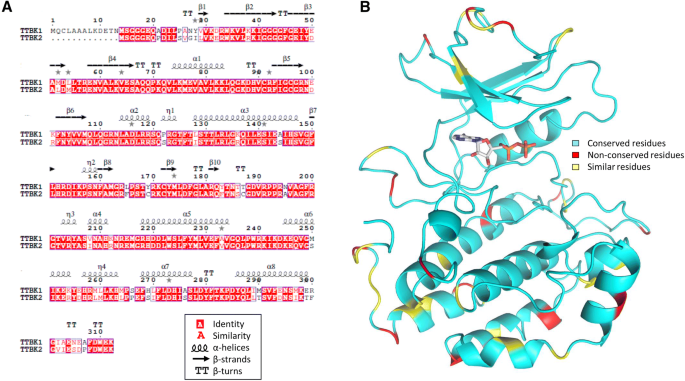 Mechanisms Of Regulation And Diverse Activities Of Tau Tubulin Kinase Ttbk Isoforms Springerlink