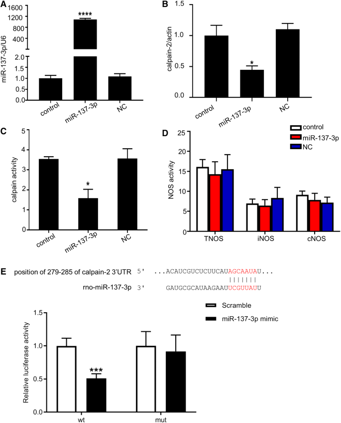 Microrna 137 3p Protects Pc12 Cells Against Oxidative Stress By Downregulation Of Calpain 2 And Nnos Springerlink