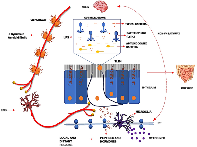 The Gut Brain Axis Two Ways Signaling In Parkinson S Disease Springerlink