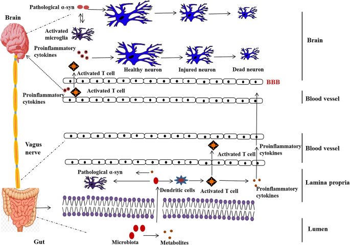 The Gut Brain Axis Two Ways Signaling In Parkinson S Disease Springerlink