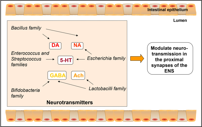 The Microbiota Gut Brain Axis And Epilepsy Springerlink