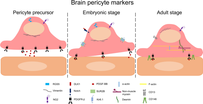 The Active Role of Pericytes During Neuroinflammation in the Adult Brain |  SpringerLink