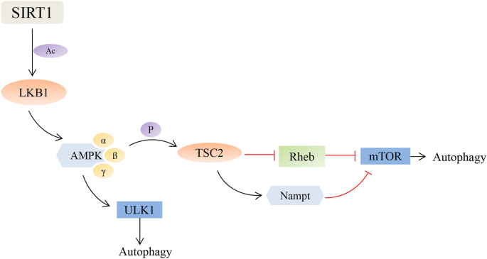 S. Typhimurium evades autophagy by disrupting Sirt1-dependent AMPK