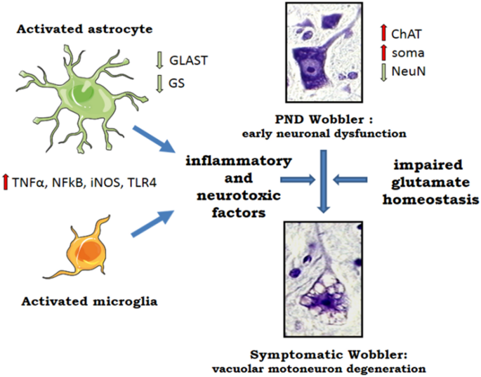 Early Signs Of Neuroinflammation In The Postnatal Wobbler Mouse Model Of Amyotrophic Lateral Sclerosis Springerlink