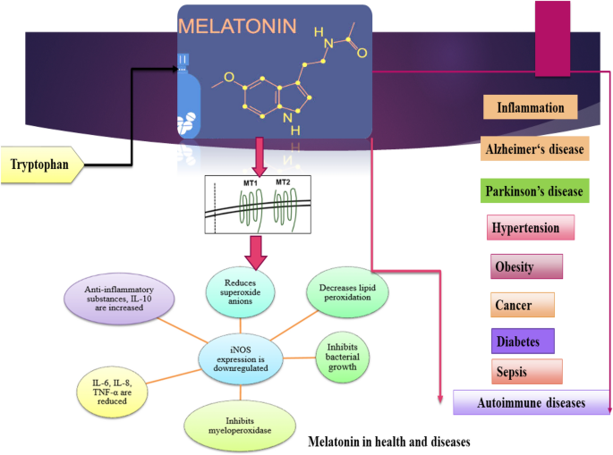Melatonin and Health: Insights of Melatonin Action, Biological Functions,  and Associated Disorders | SpringerLink