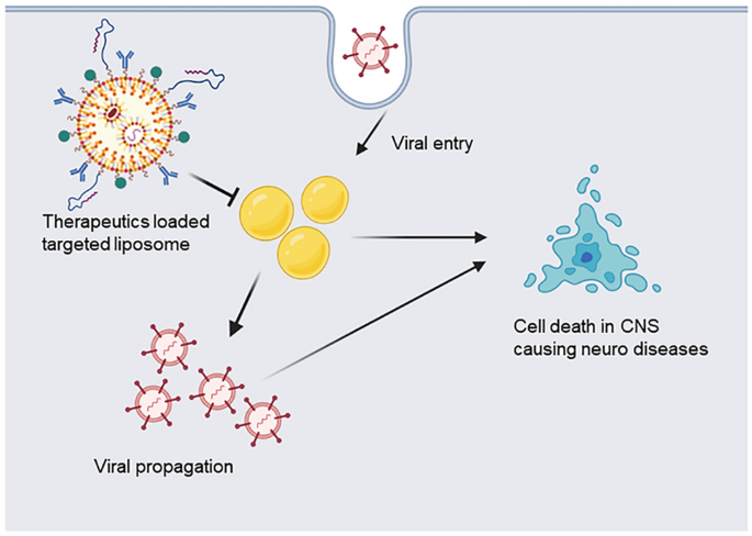 liposomal glutathione examine.com or cochrane or systematic review Liposome-Mediated Anti-Viral Drug Delivery Across Blood–Brain Barrier: Can  Lipid Droplet Target Be Game Changers? | Cellular and Molecular  Neurobiology