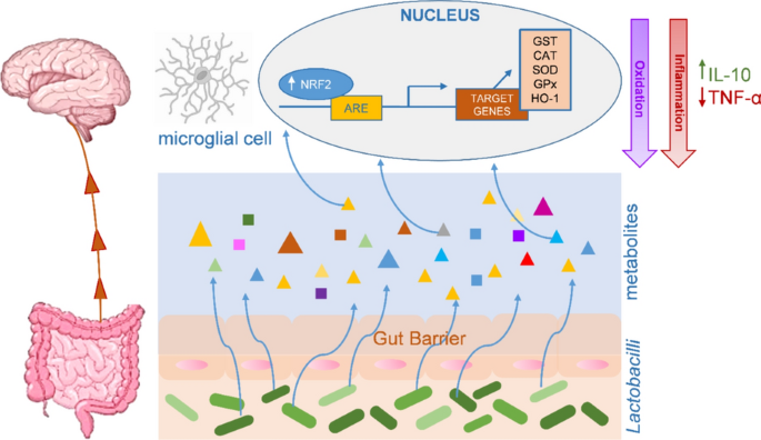 Lactobacilli Cell-Free Supernatants Modulate Inflammation and Oxidative  Stress in Human Microglia via NRF2-SOD1 Signaling | Cellular and Molecular  Neurobiology | Springer Nature Link