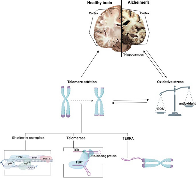 Molecular and Cellular Foundations of Aging of the Brain: Anti-aging ...