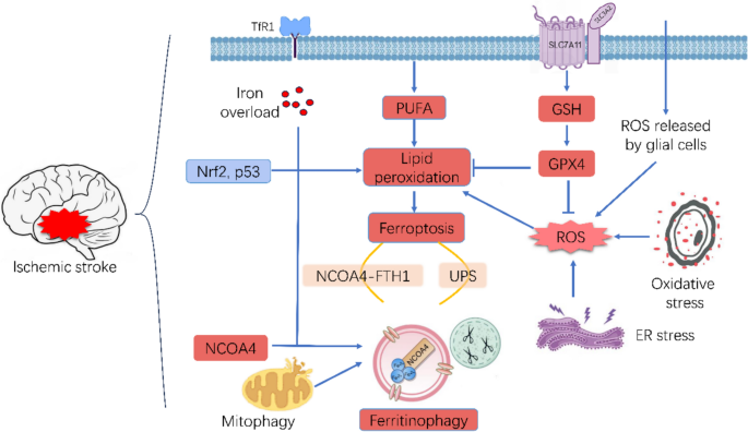 The Crosstalk Between Ferritinophagy and Ferroptosis in Ischemic Stroke:  Regulatory Mechanisms and Therapeutic Implications | Cellular and Molecular  Neurobiology | Springer Nature Link