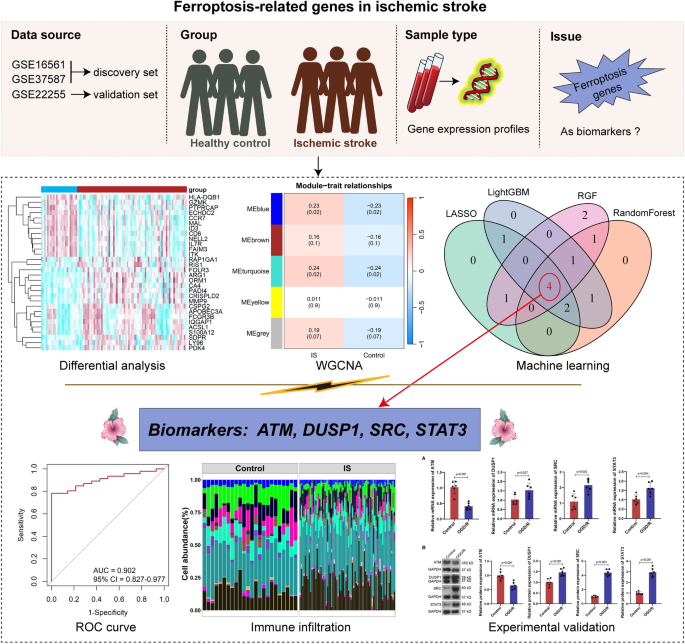 Identification of Key Ferroptosis-Related Genes as Potential Diagnostic ...