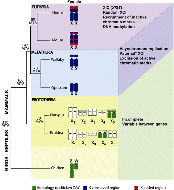 PDF) Lack of sex chromosome specific meiotic silencing in platypus