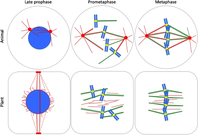 Mechanisms Of Plant Spindle Formation Springerlink