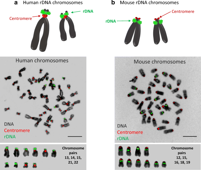 ribosomal dna and the nucleolus in the