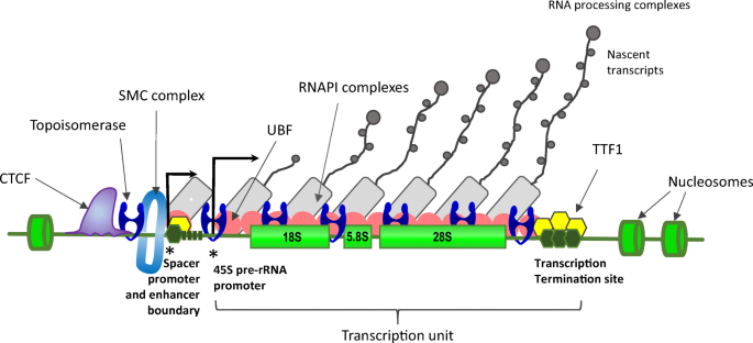 Ribosomal Dna And The Nucleolus In The Context Of Genome Organization Springerlink