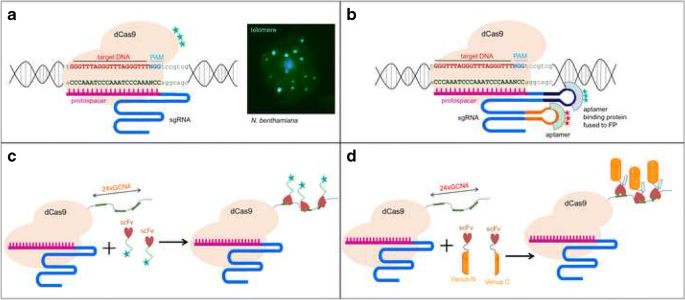 Application And Prospects Of Crispr Cas9 Based Methods To Trace Defined Genomic Sequences In Living And Fixed Plant Cells Springerlink