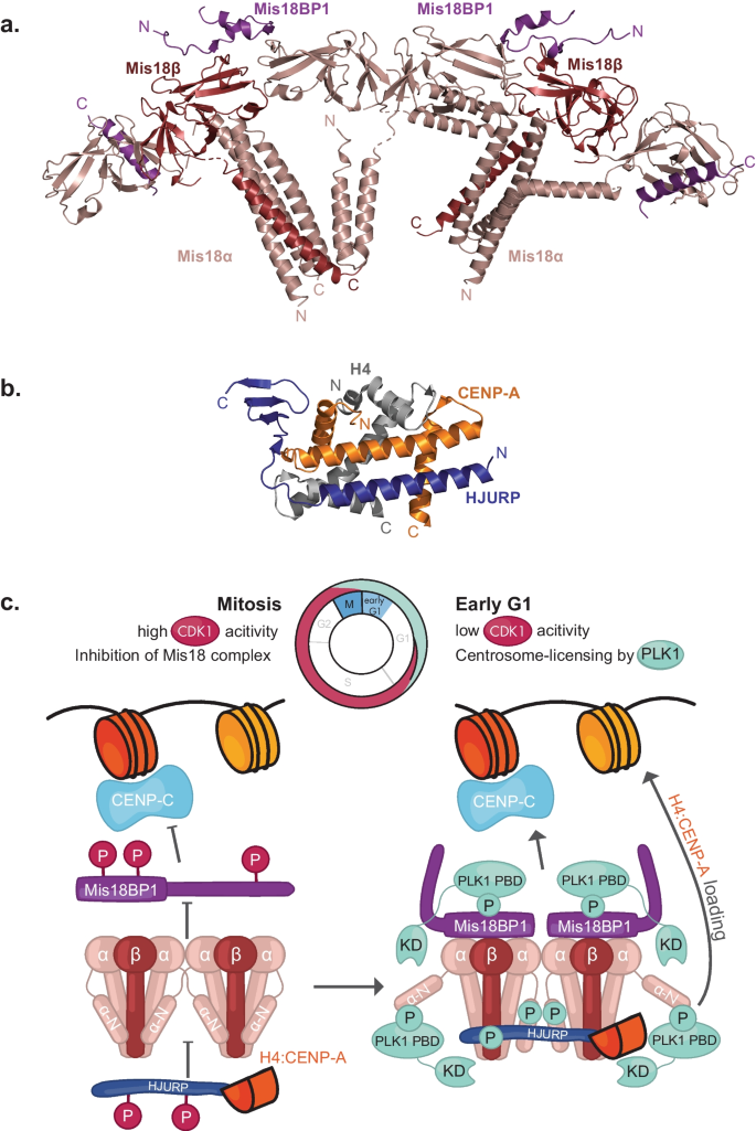 Preserving centromere identity: right amounts of CENP-A at the right ...