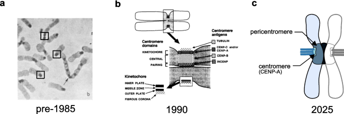 Revisiting the question: When is a centromere not a kinetochore ...