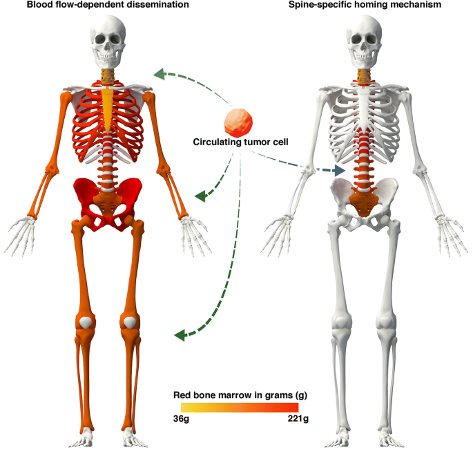 duplicate skeleton spine2d duplicate skeleton spine2d