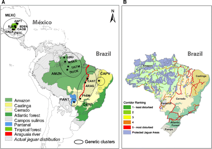 Effects of habitat deterioration on the population genetics and  conservation of the jaguar | SpringerLink
