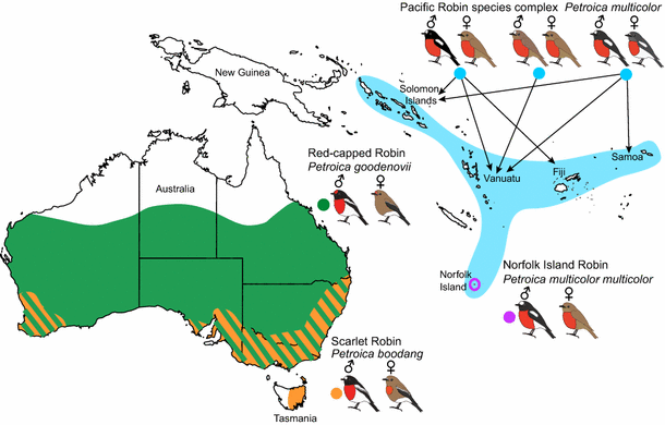 Norfolk Island Robins Are A Distinct Endangered Species Ancient Dna Unlocks Surprising Relationships And Phenotypic Discordance Within The Australo Pacific Robins Springerlink Norfolk Island Robins Are A Distinct Endangered Species Ancient Dna Unlocks Surprising Relationships And Phenotypic Discordance Within The Australo Pacific Robins Springerlink