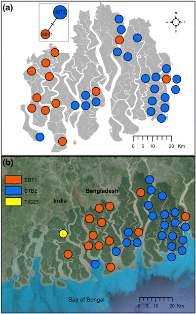 Do Rivers Influence Fine Scale Population Genetic Structure Of Tigers In The Sundarbans Springerlink