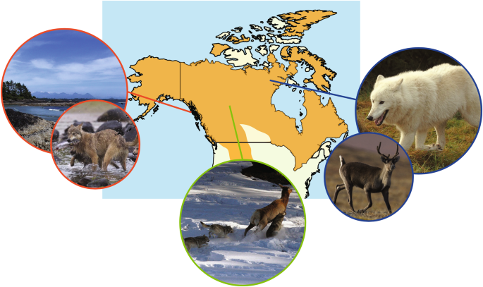 Conservation genomics illuminates the adaptive uniqueness of North American gray wolves | SpringerLink Conservation genomics illuminates the adaptive uniqueness of North American gray wolves | SpringerLink