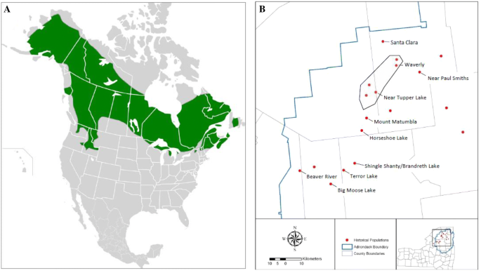 Historical decline of genetic diversity in a range-periphery population of Spruce  Grouse (Falcipennis canadensis) inhabiting the Adirondack Mountains |  SpringerLink