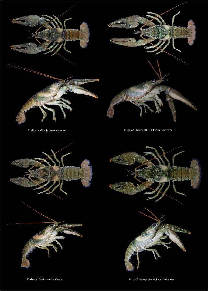 A genomic perspective on the conservation status of the endangered  Nashville crayfish (Faxonius shoupi)