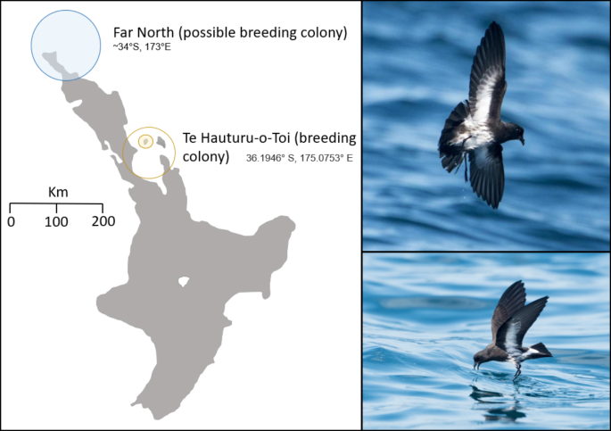 Population genomics of the 'rediscovered' threatened New Zealand storm  petrel (Fregetta maoriana) support a single breeding colony