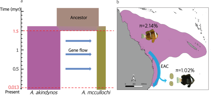 Nemo Genetics Conserving Nemo: Genomic insights into the history and status of the ...