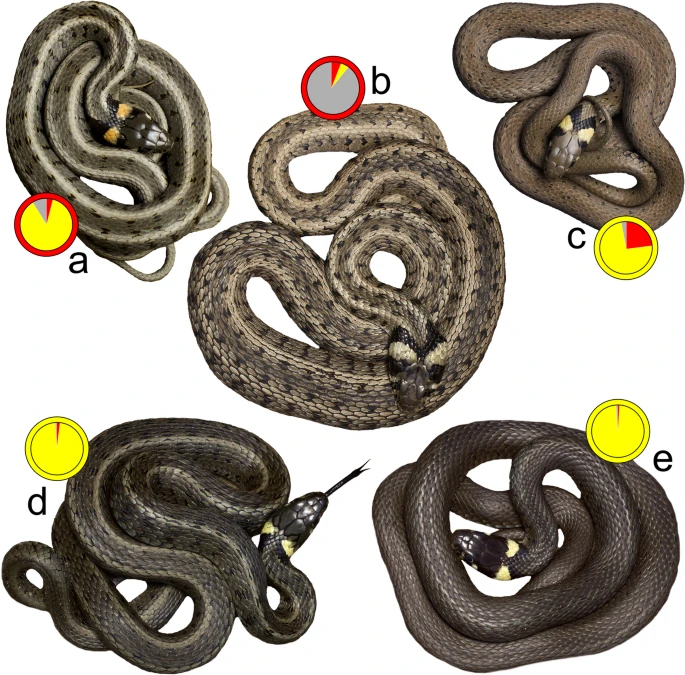 https://media.springernature.com/lw685/springer-static/image/art%3A10.1007%2Fs10592-026-01802-w/MediaObjects/10592_2026_1802_Fig2_HTML.png?as=webp