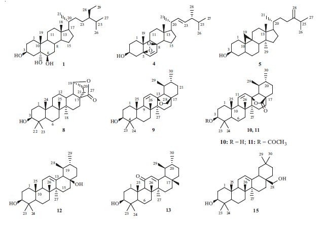 Achimenec MIX 5 rhizom Achimenec MIX 5 rhizom
