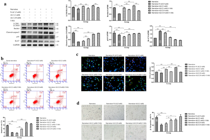 acetyl l carnitine senescent cells Acetyl l-carnitine protects adipose-derived stem cells against  serum-starvation: regulation on the network composed of reactive oxygen  species, autophagy, apoptosis and senescence | Cytotechnology