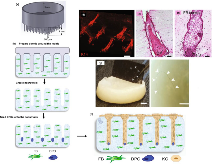 lucida ds glutathione Disease-related biomarkers as experimental endpoints in 3D skin culture models | Cytotechnology Boost your daily eye Size:30 Days Pack Bodytamin